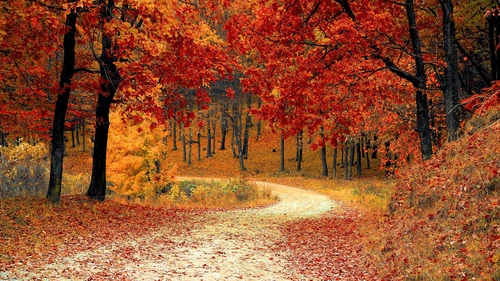 가을,숲 4k 월페이퍼