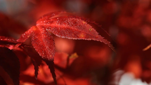 가을, 붉은 단풍 4k 월페이퍼